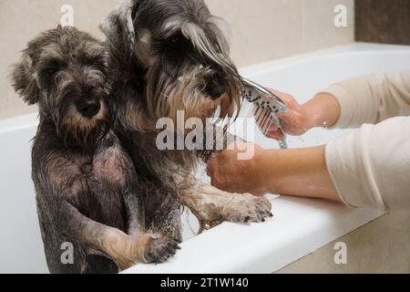 Niedlicher Miniatur-Schnauzer, der im Bad duscht Stockfoto