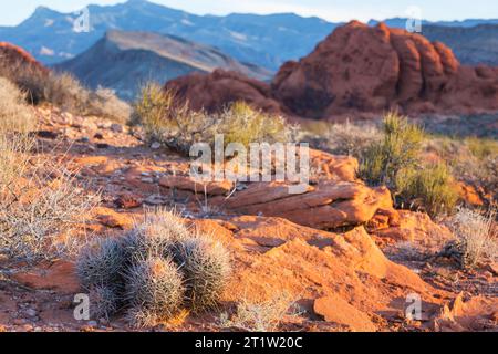 Felsvorsprung im Gold Butte National Monument, Nevada, USA. Stockfoto