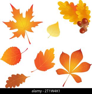 Satz Herbstblätter Ahorn, Pappel, Eiche, aspe und, Eicheln Illustrationsvektor Stock Vektor