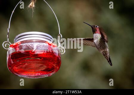 Ein lebhafter Kolibri im Flug in der Nähe eines Futterfutters, gefüllt mit einer leuchtenden roten Flüssigkeit Stockfoto