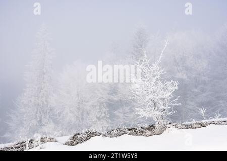 Bäume auf einem Hügel im Raureif. Magischer Winterhintergrund mit Wald. Kaltes, nebeliges Wetter Stockfoto