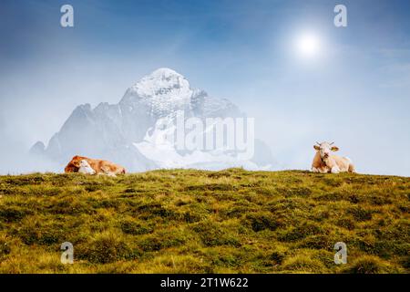 Kühe entspannen sich auf alpinen Hügeln in Sonnenstrahlen. Malerische und wunderschöne Tageslandschaft. Ort Ort Berner Oberland, Grindelwald, Schweiz. Künstlerisches Bild Stockfoto