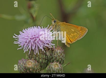 Großer Skipper (Ochlodes venatus) Fütterung für Erwachsene in Distel Eccles-on-Sea, Norfolk, Großbritannien. Juli Stockfoto