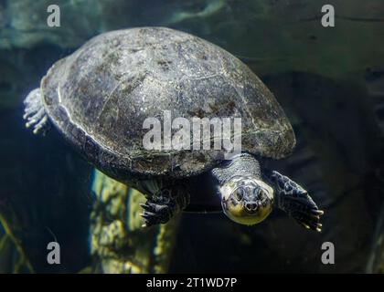 Die gelb-fleckige Amazonasschildkröte (Podocnemis unifilis), alias: Die gelbköpfige Seiteneckschildkröte, die gelb-fleckige Flussschildkröte und lokal als AS Stockfoto