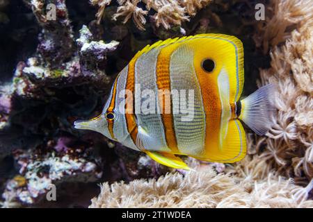 Copperband Butterflyfish (Chelmon rostratus), alias: Schnabelkorallenfische, Rifffische, die im Pazifik und im Indischen Ozean vorkommen. Stockfoto