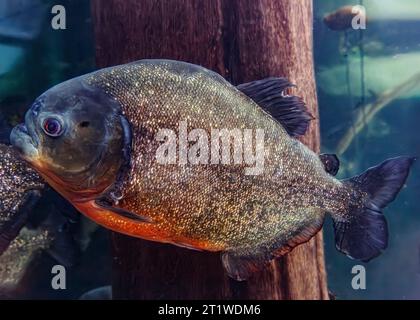 Rotbauchpiranha (Pygocentrus nattereri) AKA: Rote Piranha, Südamerika Stockfoto