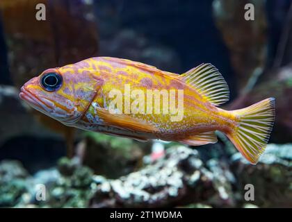 Rosy Rockfish (Sebastes rosaceus), Kalifornien, USA Stockfoto