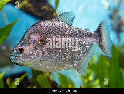 Violette Linie piranha (Serrasalmus geryi) AKA: Gery's piranha, Brasilien Stockfoto