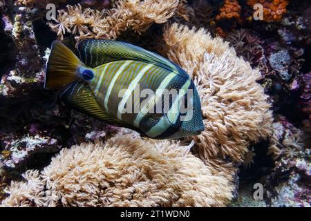 Der Segelflossenzahn (Zebrasoma velifer) Stockfoto