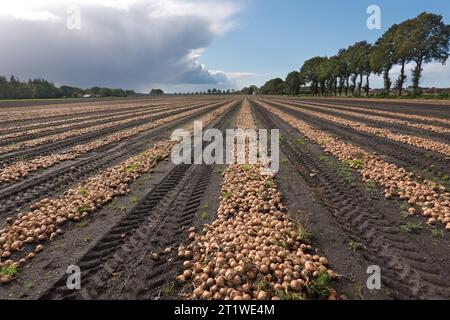 Zwiebeln auf einem Feld, bereit für die Ernte, unter blauem Himmel mit Regenwolken Stockfoto