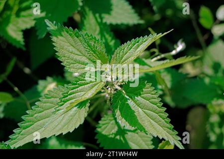 Brennnesseln stechen. Urtica dioica - gewöhnliche Brennnessel, brennende Brennnessel, stechende Brennnessel. Stockfoto