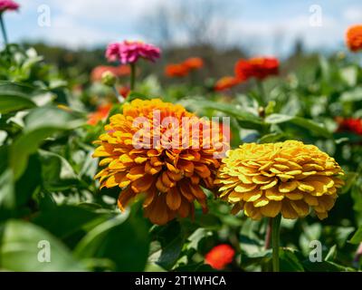 Ein farbenfrohes Feld mit wilden Chrysanthemen Stockfoto