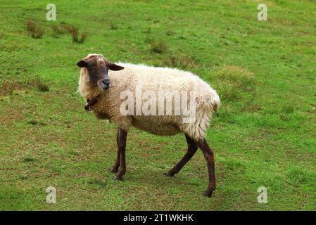 Ein Suffolk-Schaf auf der Farm Stockfoto