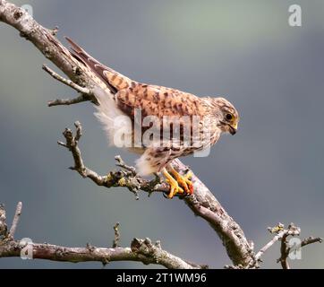 Ein juveniler Kestrel (Falco tinnunculus) in den Cotswold Hills Gloucestershire UK Stockfoto
