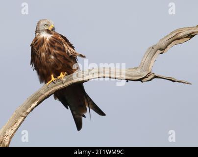 Ein Roter Drachen (Milvus milvus) auf einem alten Eichenzweig in Cotswold Hills Gloucestershire, Großbritannien Stockfoto