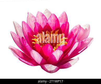 Rosa Lotusblume isoliert auf weiß. Schöner rosafarbener Lotus, Wasserpflanze auf weißem Hintergrund mit Schneidepfad. Stockfoto