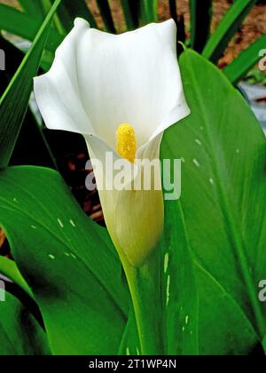 Reine weiße Calla Lily blühende Blüte Stockfoto