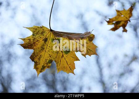 Ahornblätter auf einem Baumzweig auf blauem Himmel Hintergrund. Herbstsaison, verblassende Natur Stockfoto