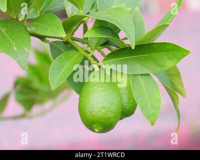 Grüne Früchte eines Kalmequats mit grünen Blättern auf der Zitruspflanze vor der Reifung. Stockfoto