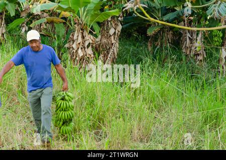 Ein Mann mit Bananen von der Farm Stockfoto