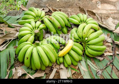 Hände Geernteter Bananen Auf Blättern Stockfoto