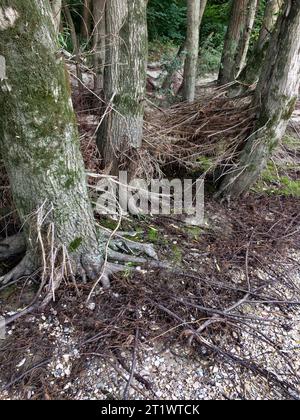 The Roots of A Tree The Roots of A Tree Credit: Imago/Alamy Live News Stockfoto