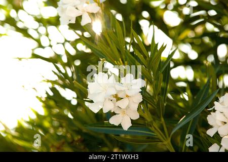 Zarter weißer Giftoleander mit grünen Blättern mit Sonnenlicht. Sommer. Montenegro. Horizontal. Foto in hoher Qualität. Stockfoto