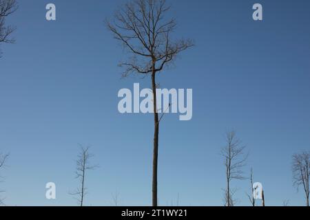 Einsamer Baum auf dem Hintergrund des Himmels. Eiche ohne Blätter. Hohe Pflanze. Spärlicher Wald. Stockfoto