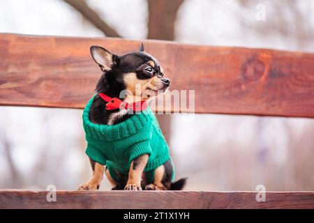 Chihuahua in einem grünen Pullover. Der Hund sitzt auf der Bank. Ein Haustier, ein Tier. Stockfoto