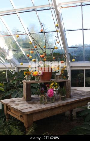 Halloween-Kürbis- und Kürbisvorführungen im Clumber House Conservatory in Nottinghamshire, England. Stockfoto