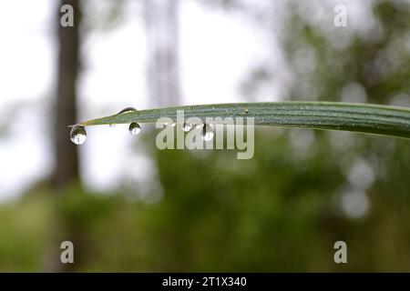 Regen fällt auf einen Grashalm Stockfoto