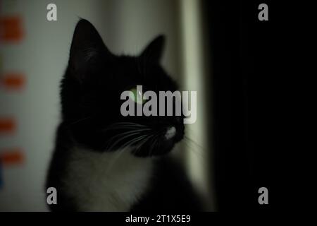 Katze mit grünen Augen. Schwarzes Fell in einer Katze. Das Haustier sieht zur Seite. Süße Katze. Stockfoto