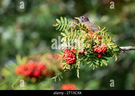 Ein amerikanischer rotkehlchen ernährt sich in den Rosetta McClain Gardens in Scarborough, Ontario, in einer Esche mit Spätsommerbeeren. Stockfoto