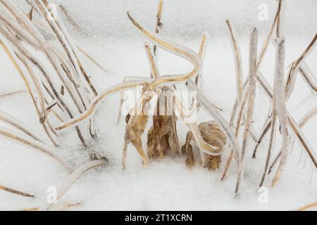 Geschnittene und verwelkte Hosta-Pflanzenstiele, die nach dem Eisregen im Frühjahr mit Eis bedeckt sind. Stockfoto