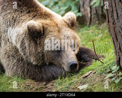 Müder Braunbär, der auf grünem Gras liegt. Das verschlafene Wildtier ist sehr süß und ruhig. Das weibliche Ursus arctos hat ein schönes weiches Fell. Stockfoto