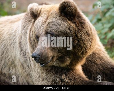 Weiblicher Braunbär mit schönem weichem Fell, der nach links sieht. Nahaufnahme von Kopf und Gesicht. Der Ursus arctos ist neugierig und interessiert. Stockfoto