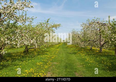 Malus domestica - Apfelbäume blühen im Frühling in den Obstplantagen, Quebec, Kanada Stockfoto