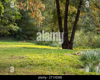 Bäume und kurzes Gras in der Natur. Pflanzen im Spätsommer in Deutschland. Die Naturlandschaft ist ruhig und idyllisch. Die Umwelt ist ein Naturschutzgebiet. Stockfoto