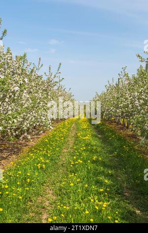 Malus domestica - Apfelbäume blühen im Frühling in den Obstplantagen, Quebec, Kanada Stockfoto