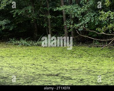 Ententeich vor einem dunklen Wald. Die Pflanzen auf der ruhigen Wasseroberfläche sind illusorisch und verbergen den tiefen Wasserkörper. Die Atmosphäre ist geheimnisvoll. Stockfoto