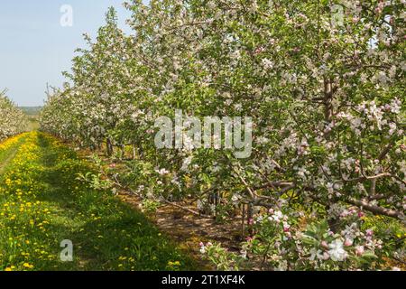 Malus domestica - Apfelbäume blühen im Frühling in den Obstplantagen, Quebec, Kanada Stockfoto