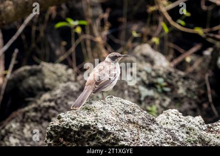 Kleiner Spottvogel oder Mimus parvulus unter den Mangroven in der Lagune Las Ninfas in Galapagos Stockfoto