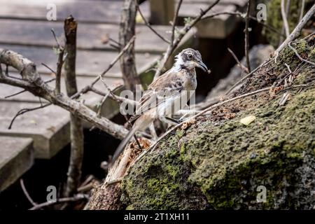 Kleiner Spottvogel oder Mimus parvulus unter den Mangroven in der Lagune Las Ninfas in Galapagos Stockfoto