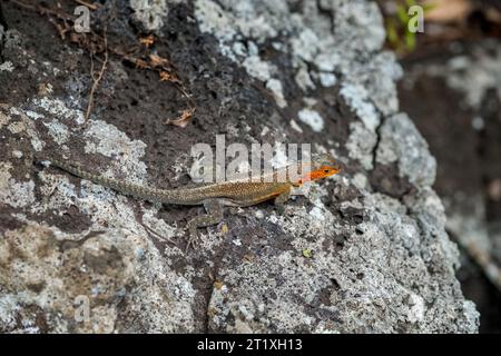 Microlophus albemariensis oder Lavaechse, die auf einigen Felsen in Laguna Las Ninfas auf den Galapagos-Inseln posiert Stockfoto