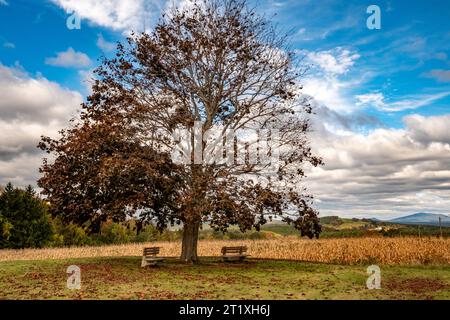 Ein karmesinroter Königs-Ahornbaum auf einem Feld Stockfoto