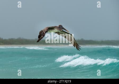 Pelikan fliegt über den türkisfarbenen Strand Stockfoto