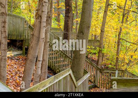 Holzsteg durch einen Park, Naturgebiet. Stockfoto