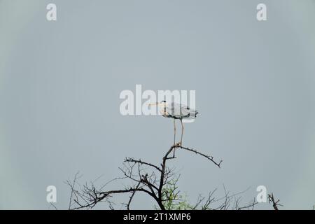 Ein grauer Reiher (Ardea cinerea) stand auf einem Baum. Bharatpur Vogelschutzgebiet im Keoladeo Ghana National Park, Indien. Stockfoto