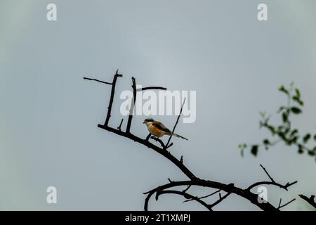 Der langschwänzige Krabbelschnabel oder graue Krabbelschnabel sitzt auf Baumästen. Bharatpur Vogelschutzgebiet im Keoladeo Ghana National Park, Indien. Stockfoto