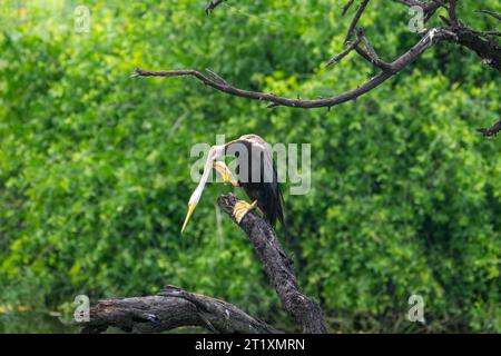 Es gibt einen Anhingidae im Baum. Bharatpur Vogelschutzgebiet im Keoladeo Ghana National Park, Indien. Stockfoto